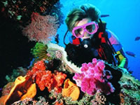The Great Barrier Reef
