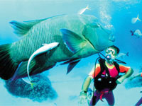 The Great Barrier Reef