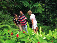 Tropical Rainforest